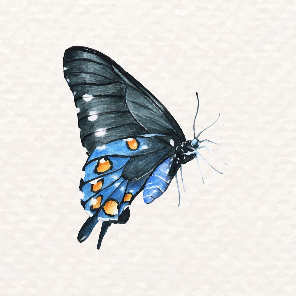Beautiful butterfly psd in watercolor