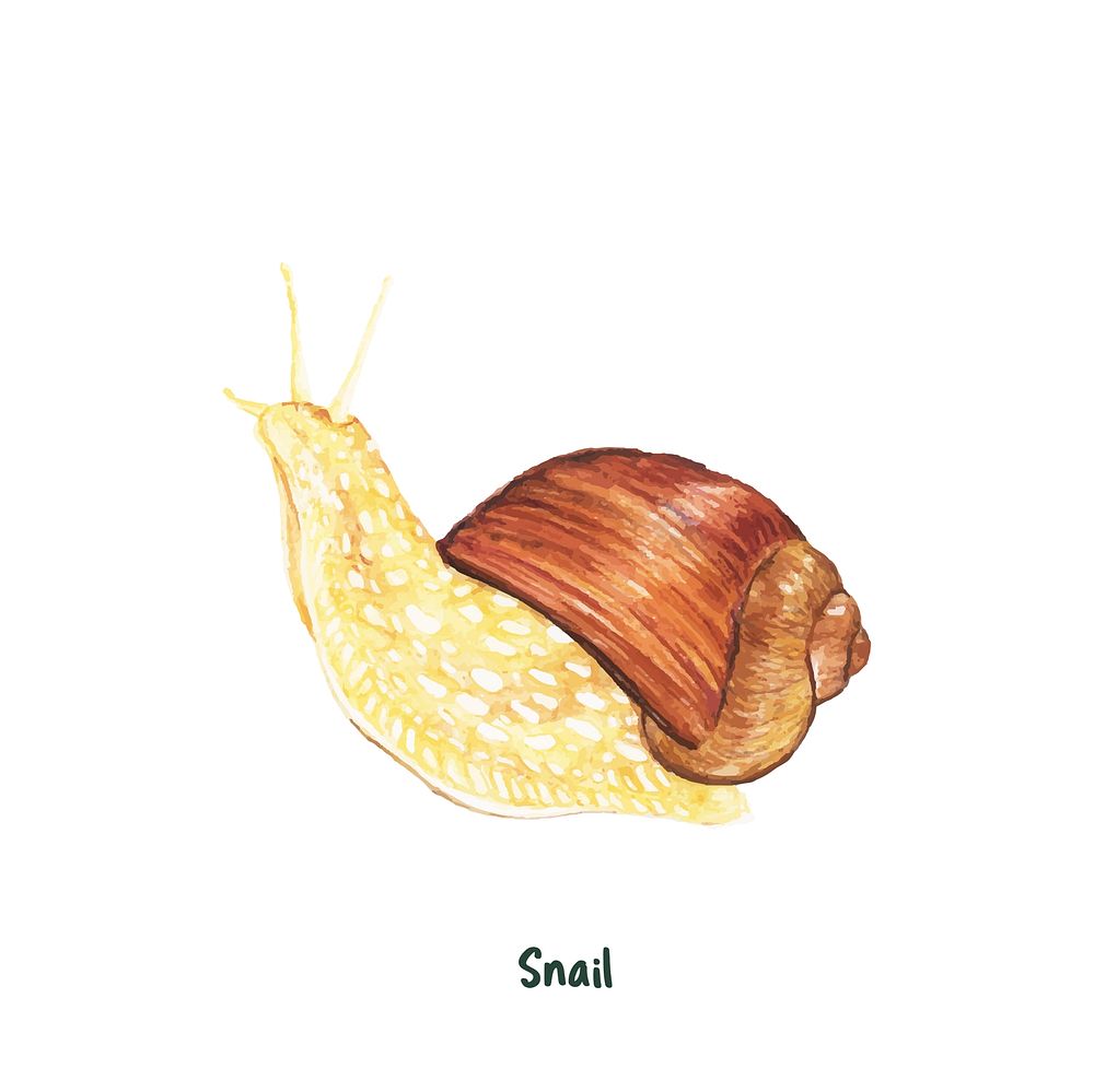 Hand drawn snail isolated on white background
