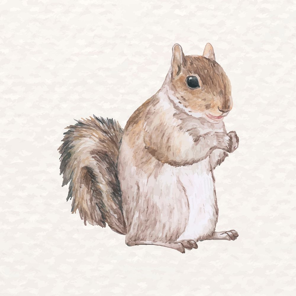 Hand drawn squirrel psd in watercolor