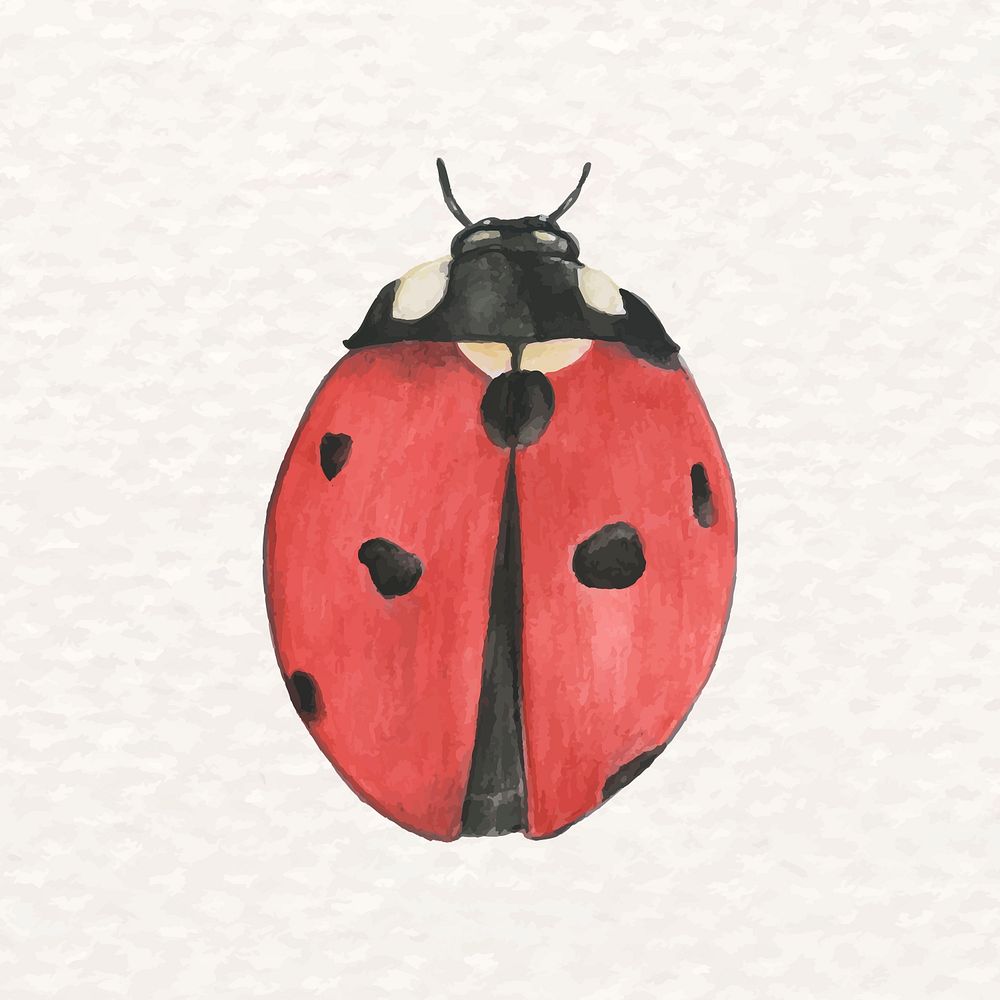 Hand-drawn red ladybug psd