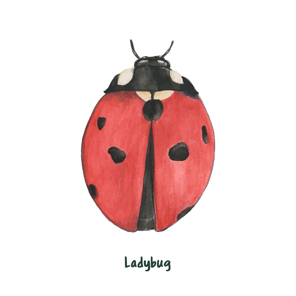 Hand drawn ladybug isolated on white background