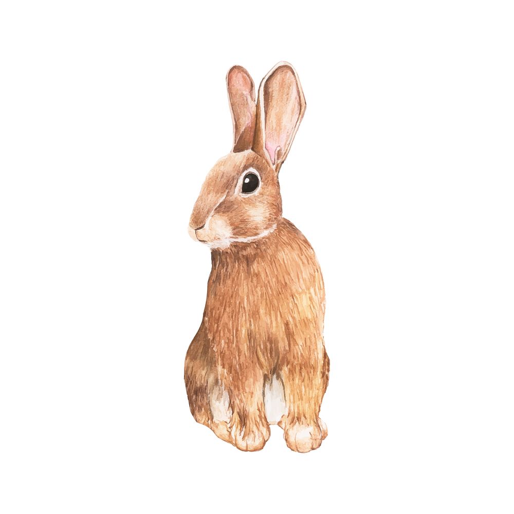 Hand drawn rabbit isolated on white background