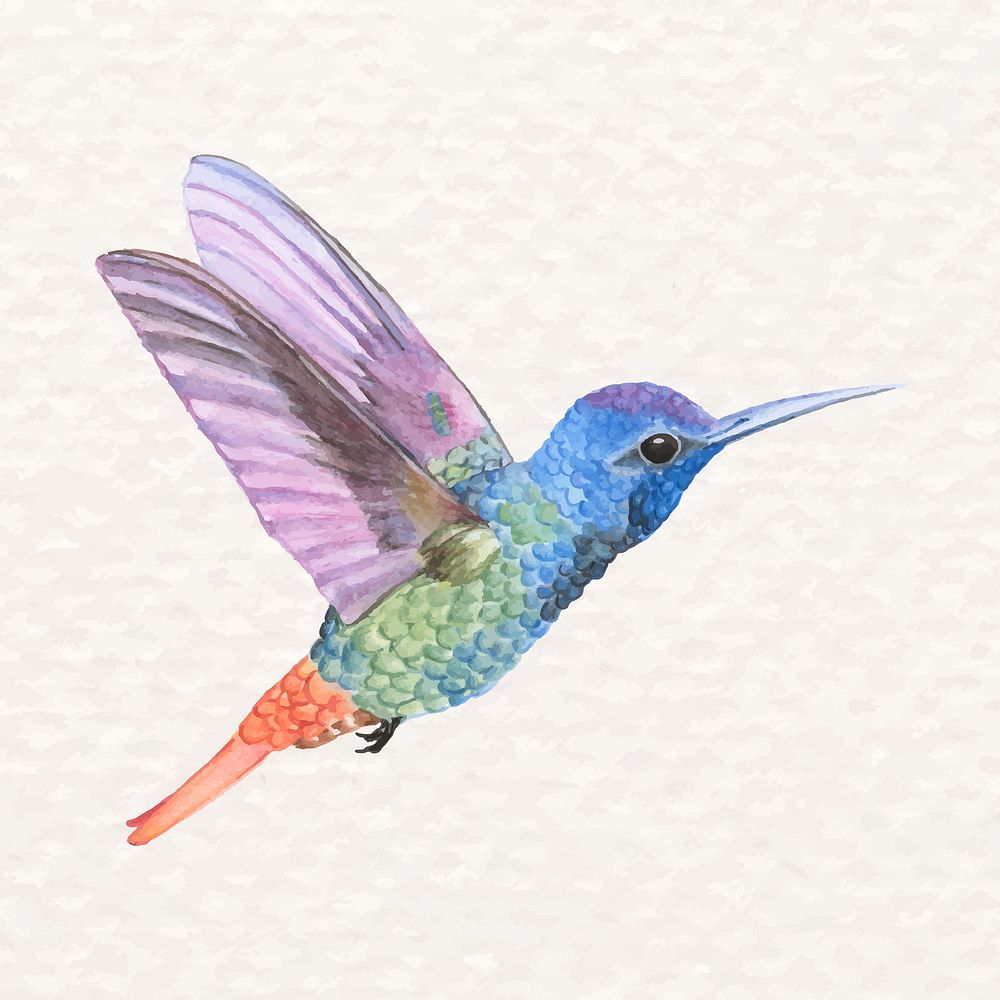 Hand-drawn hummingbird psd in watercolor