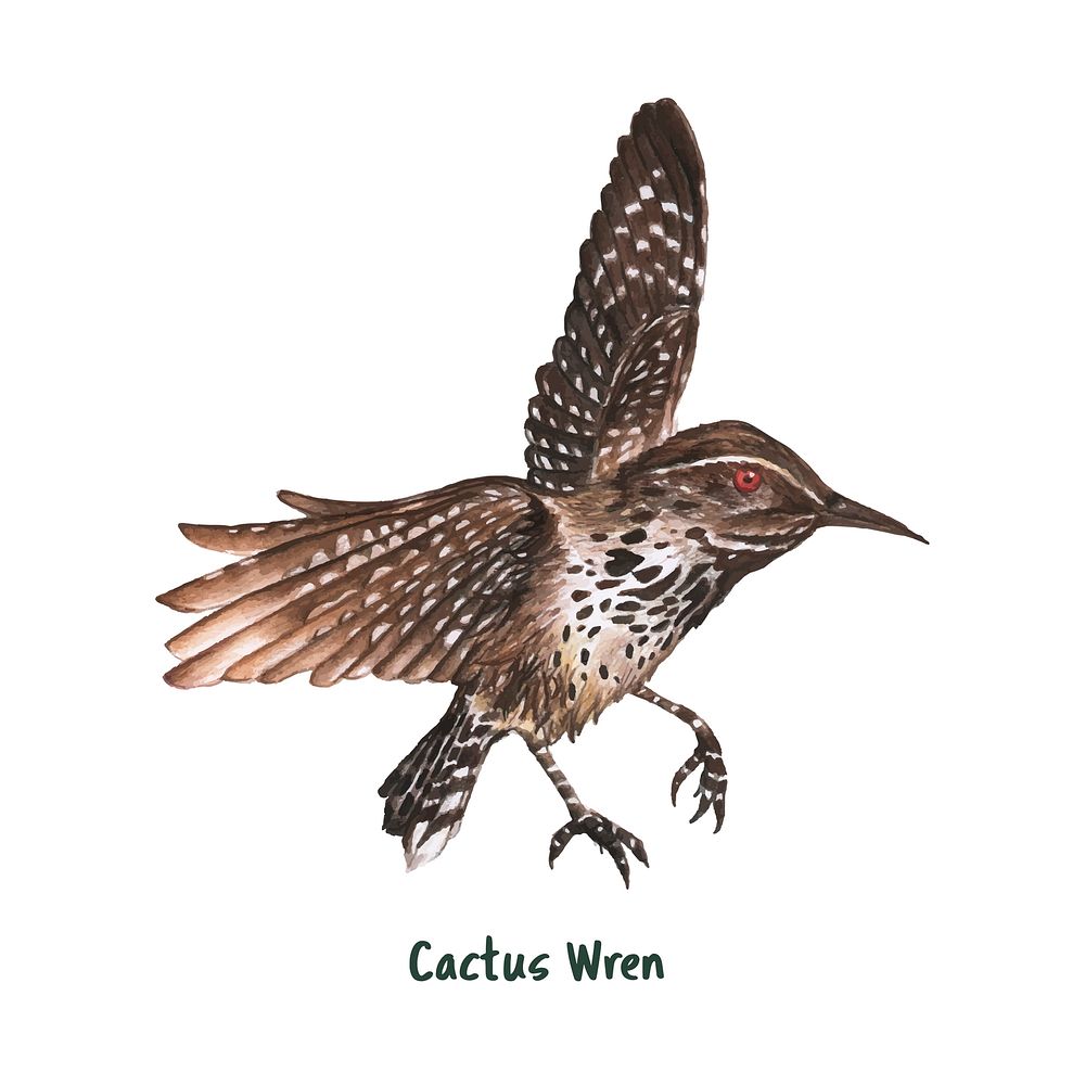 Hand drawn cactus wren bird