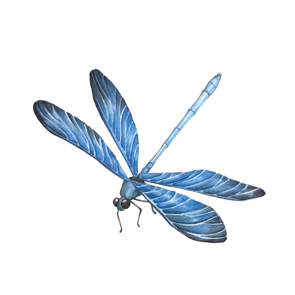 Hand drawn dragonfly isolated on white background