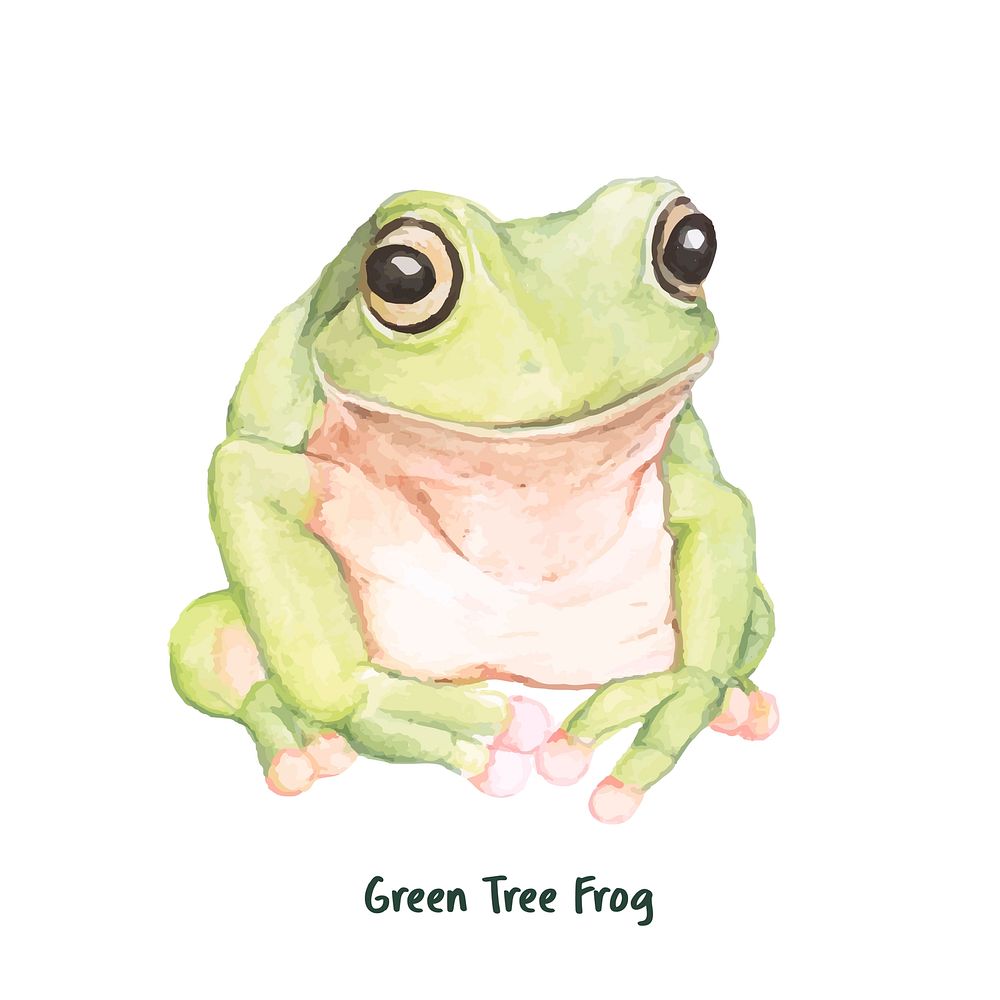 Hand drawn green tree frog