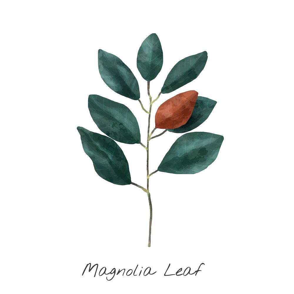 Illustration of Magnolia leaf isolated on white background.