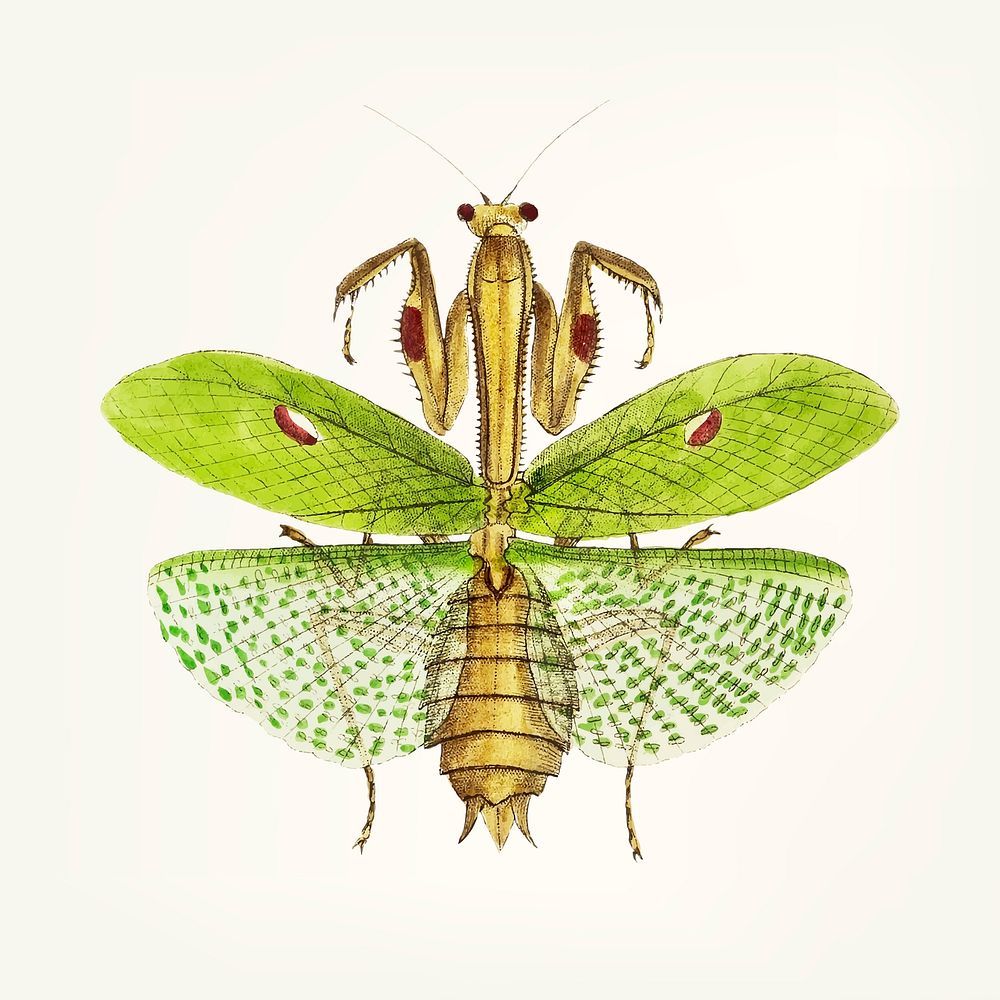 Vintage illustration of sacred mantis
