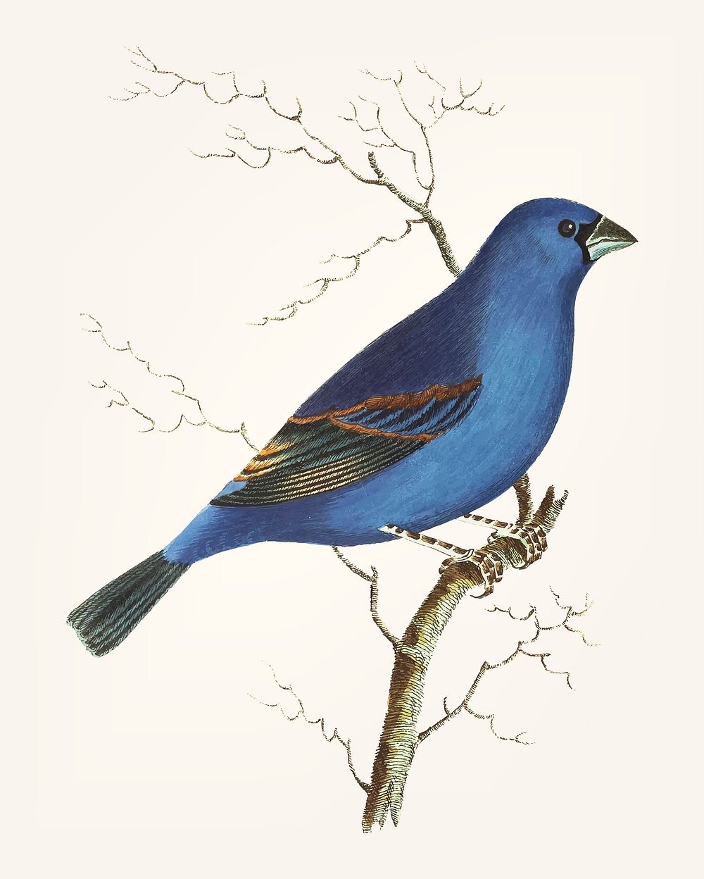 Vintage illustration of deep blue grosbeak