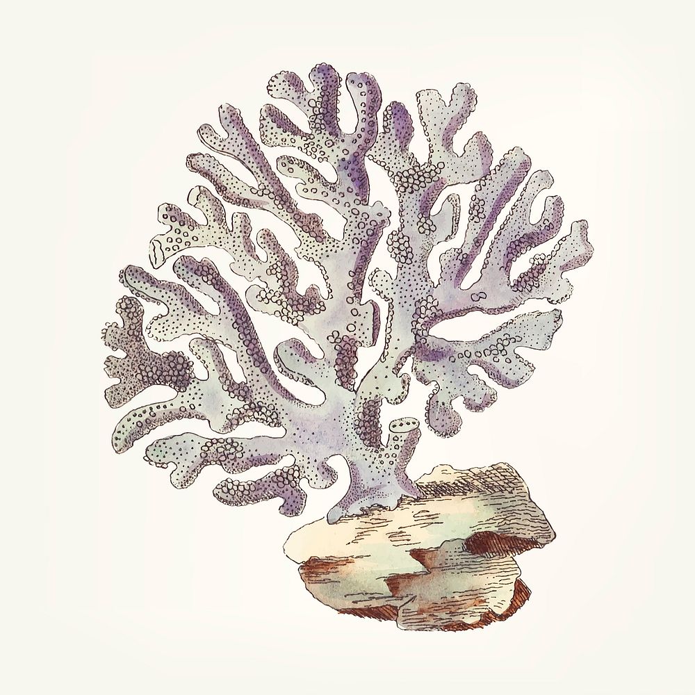 Vintage illustration of Violaceous Millipore coral