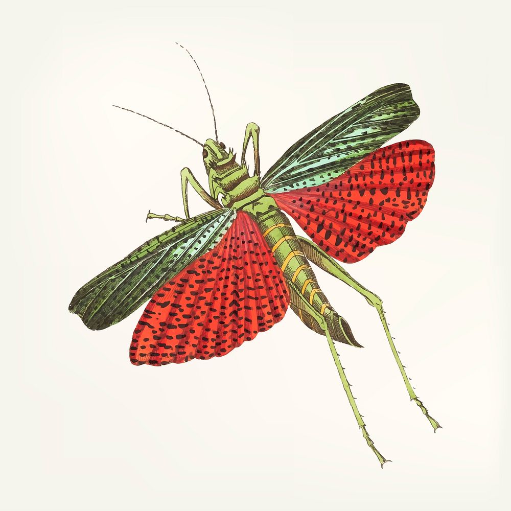Vintage illustration of triple-spined locust