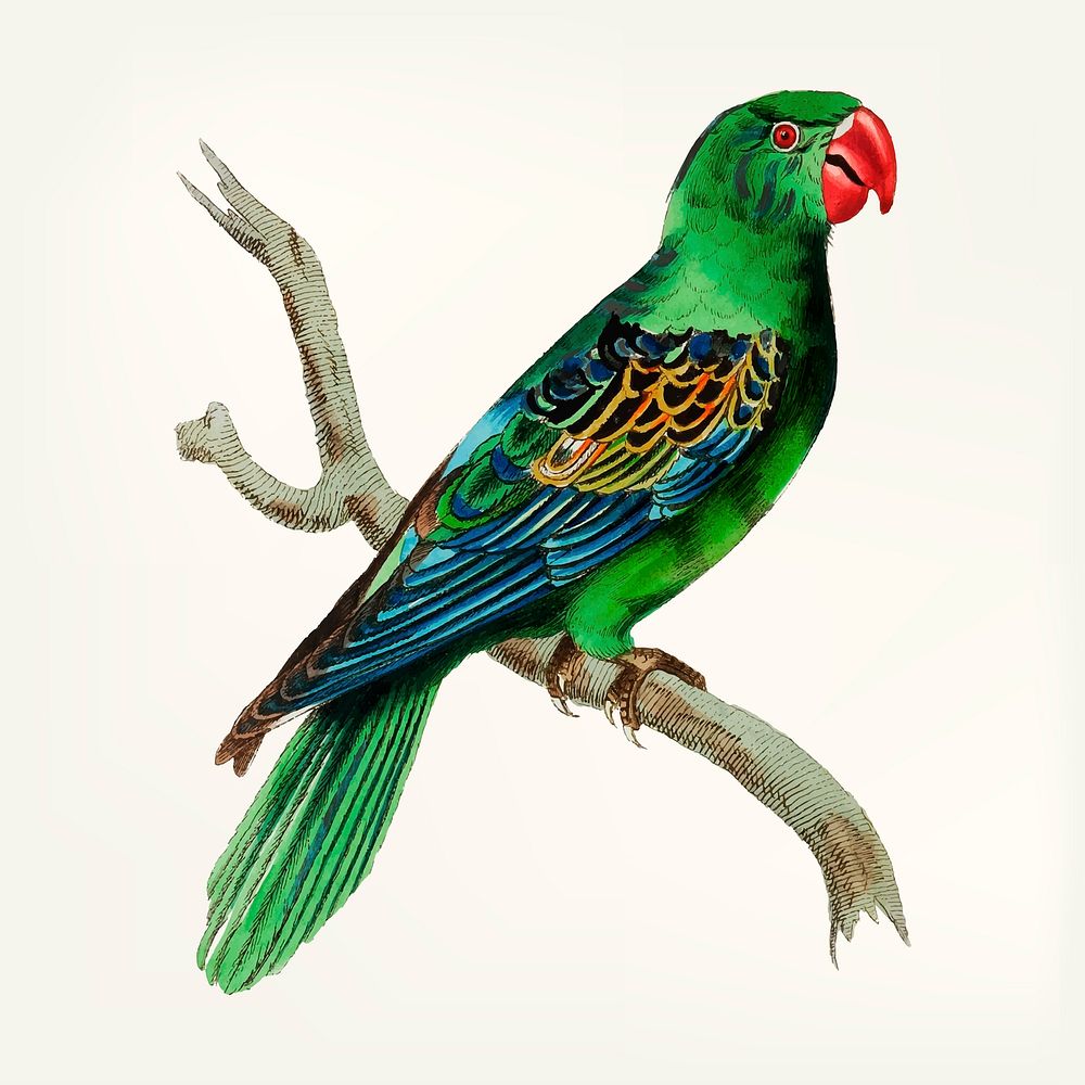 Vintage illustration of great-billed parrot