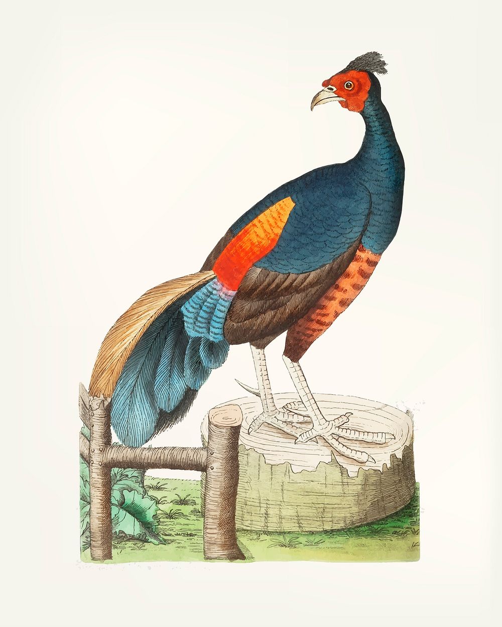 Vintage illustration of black pheasant
