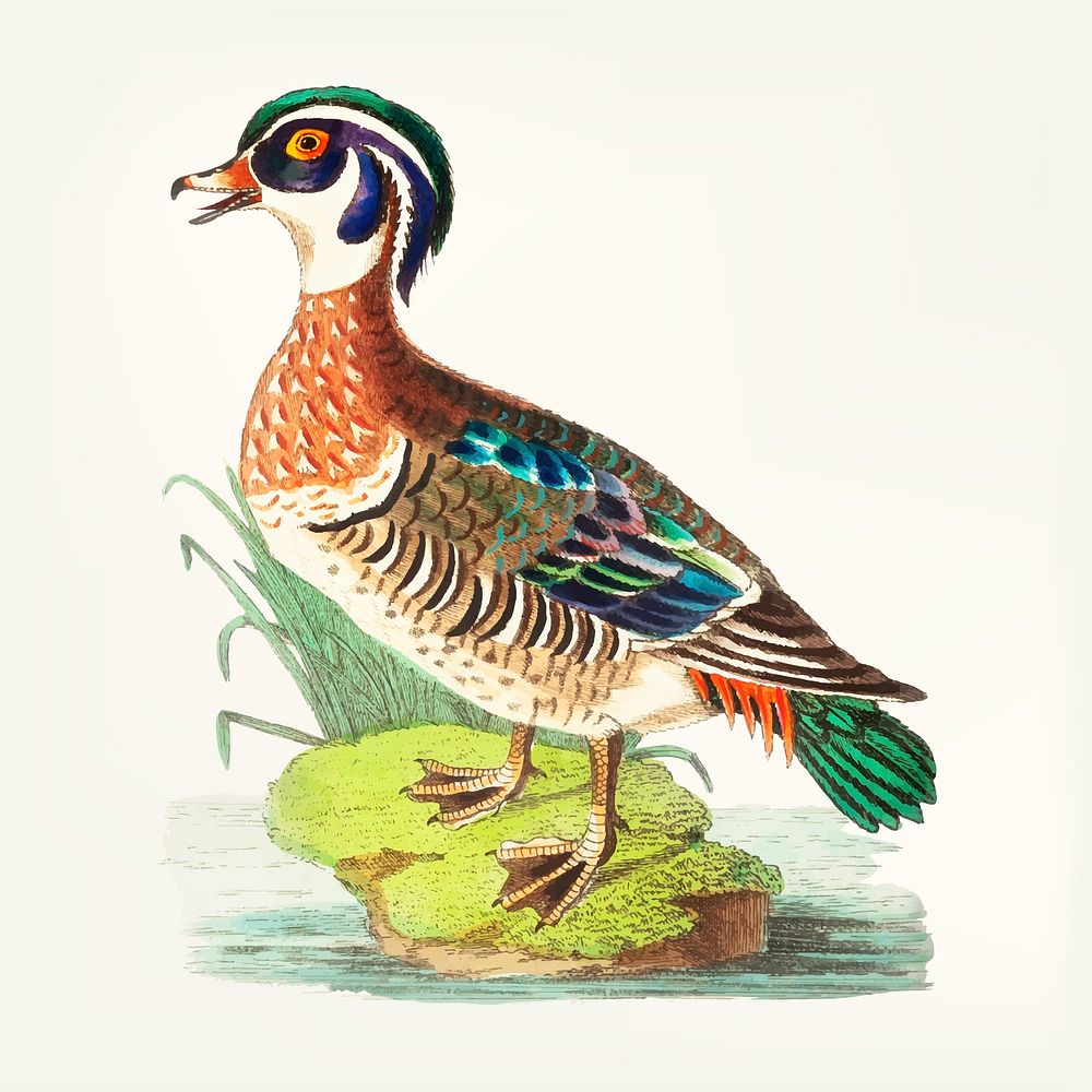 Vintage illustration of summer duck