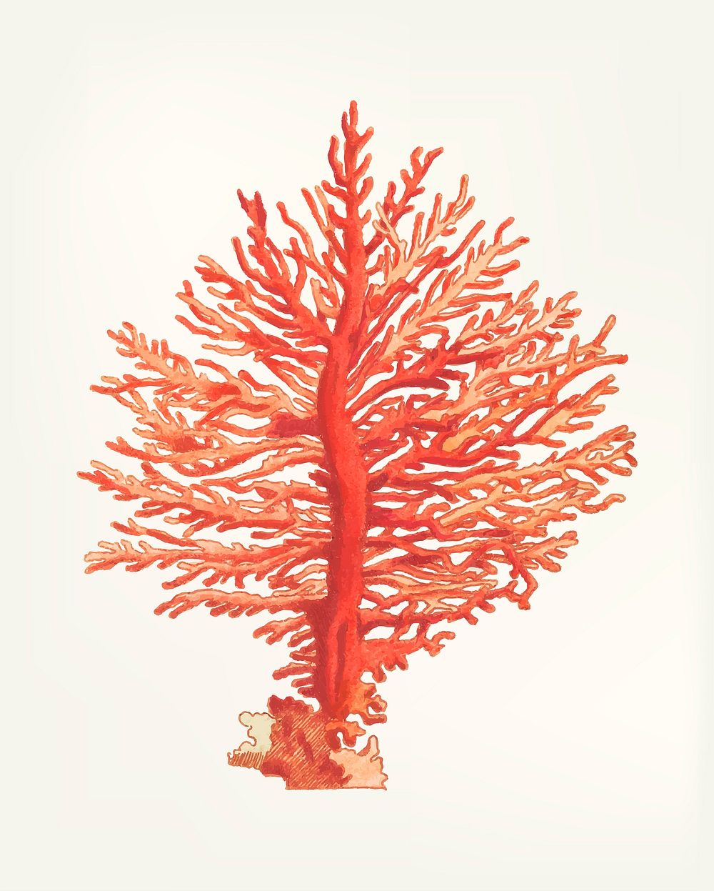 Vintage illustration of Pinnated Gorgonia