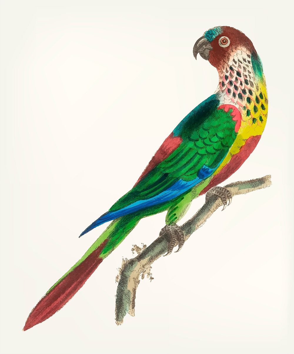 Vintage illustration of scaly-breasted parakeet