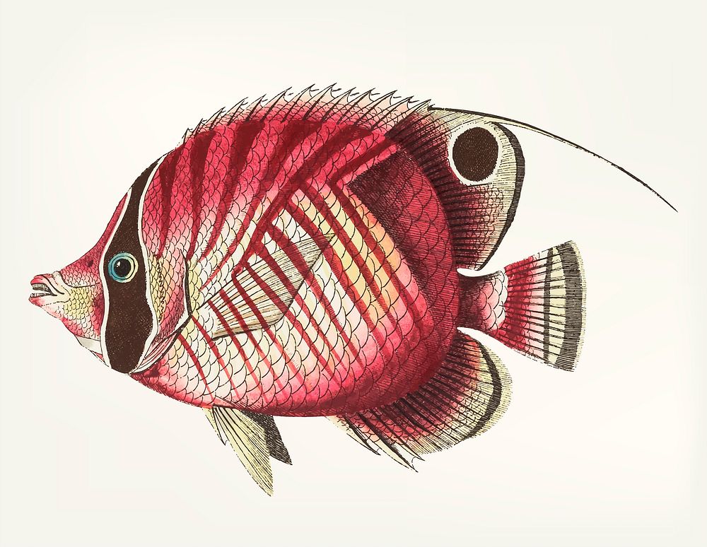 Vintage illustration of Red striped chaetodon