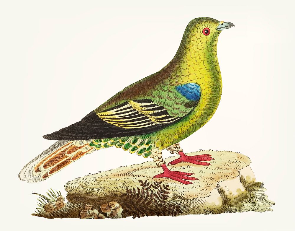Vintage illustration of green pigeon