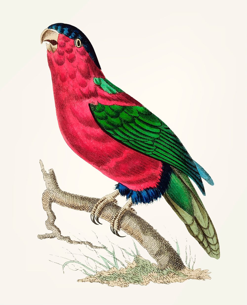 Vintage illustration of crimson parakeet