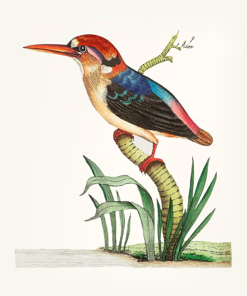 Vintage illustration of bengal kingfisher