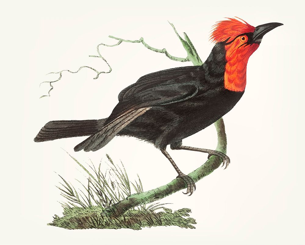 Vintage illustration of black tanager