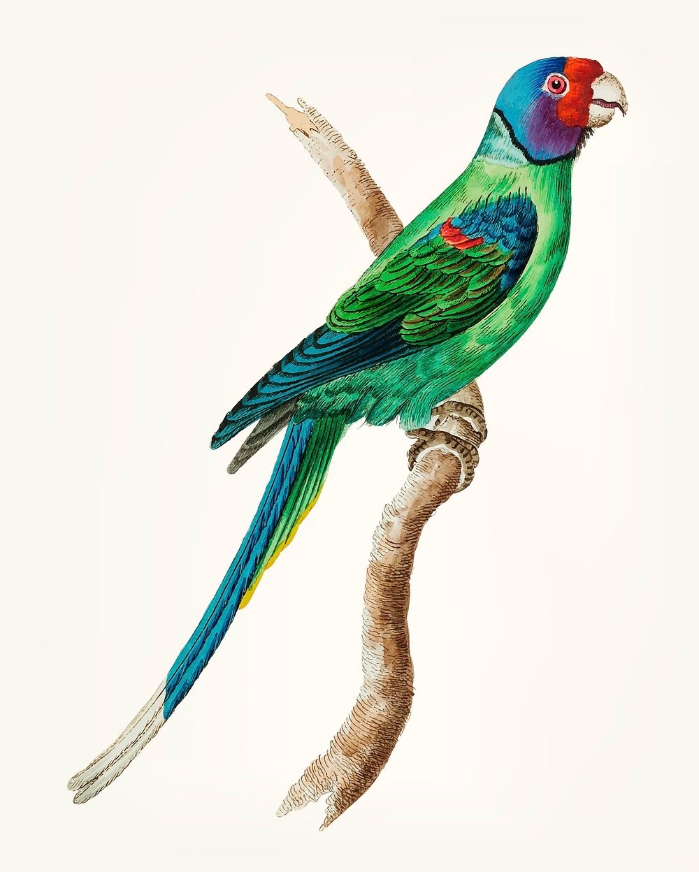 Vintage illustration of long tailed green parakeet