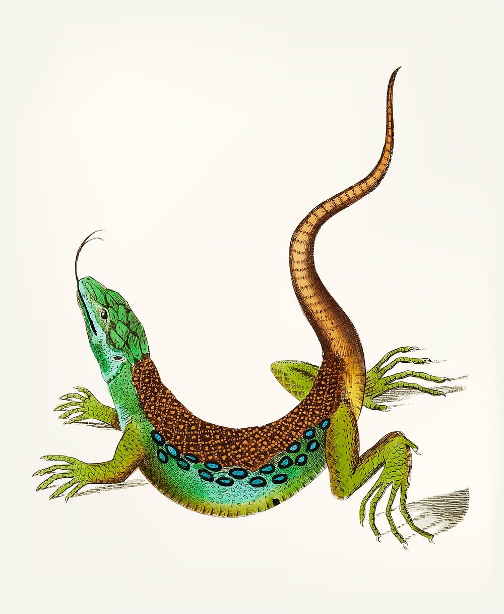 Vintage illustration of great spotted lizard