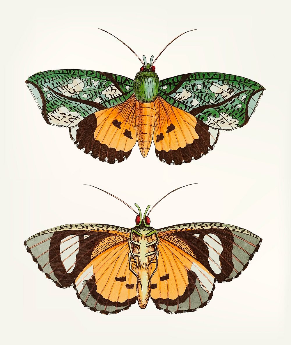 Vintage illustration of hypermnestra moth