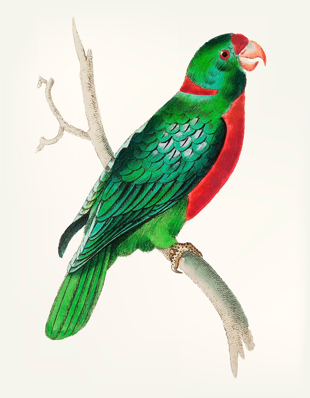 Vintage illustration of short tailed green parakeet