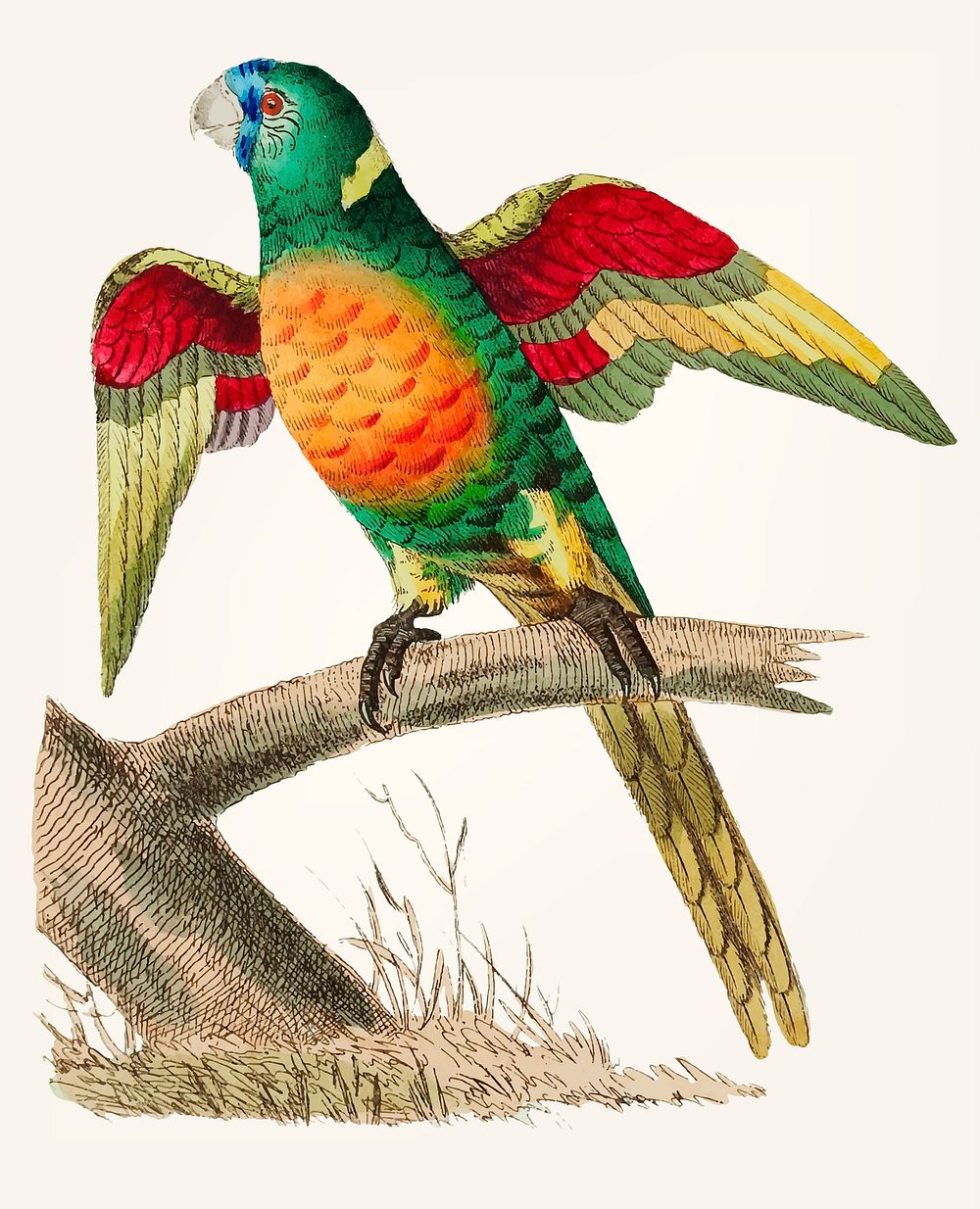 Vintage illustration of long tailed green parrot
