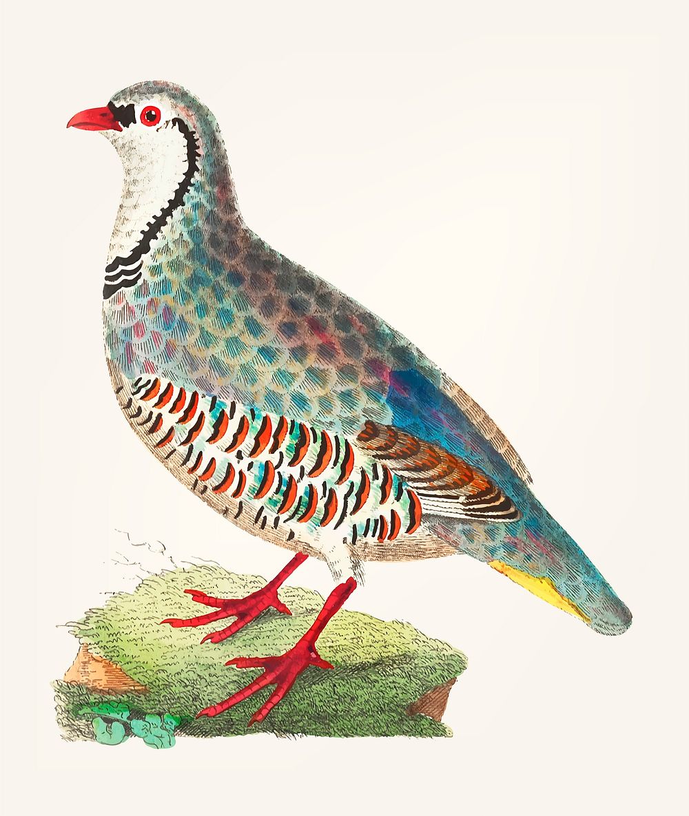 Vintage illustration of red partridge