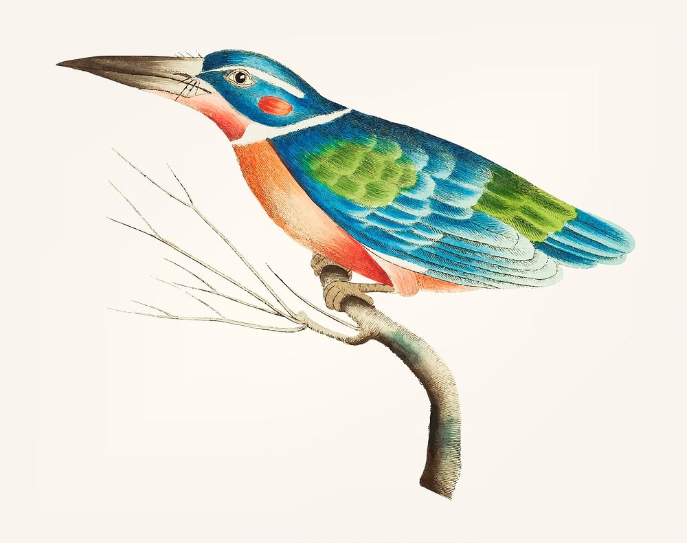 Vintage illustration of blue kingfisher