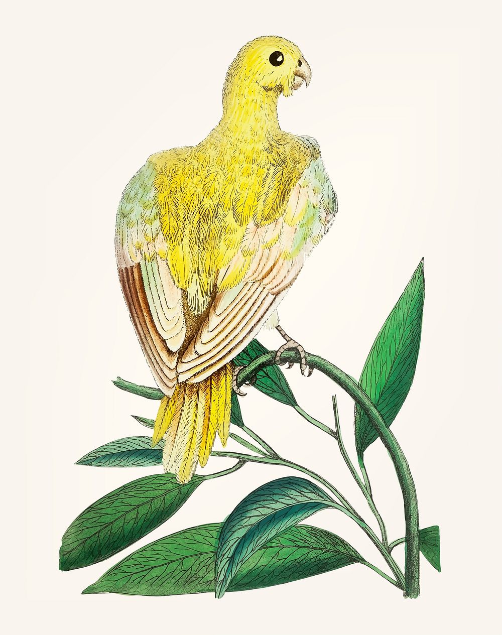 Vintage illustration of bird yellow parakeet