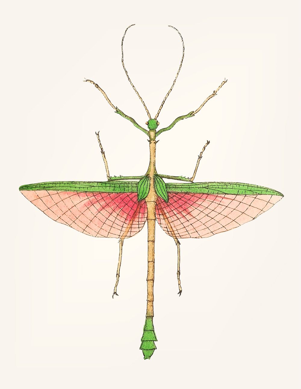 Vintage illustration of two-spined mantis