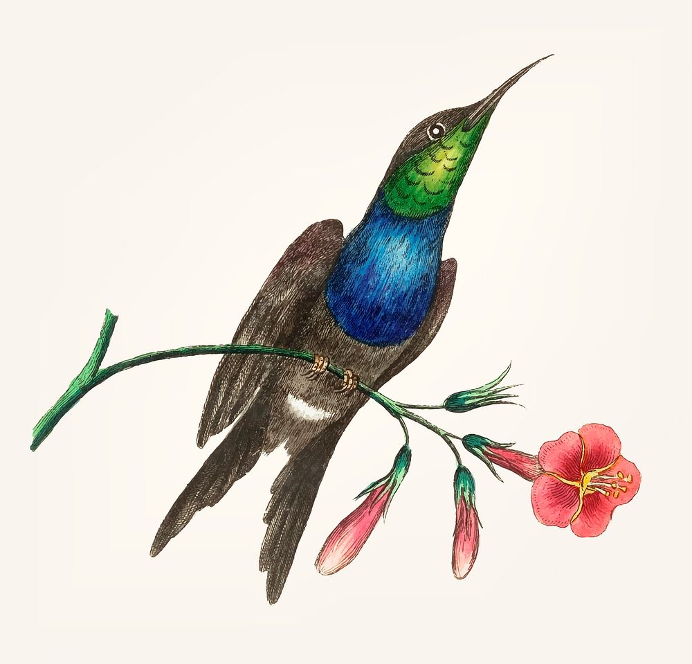 Vintage illustration of hummingbird