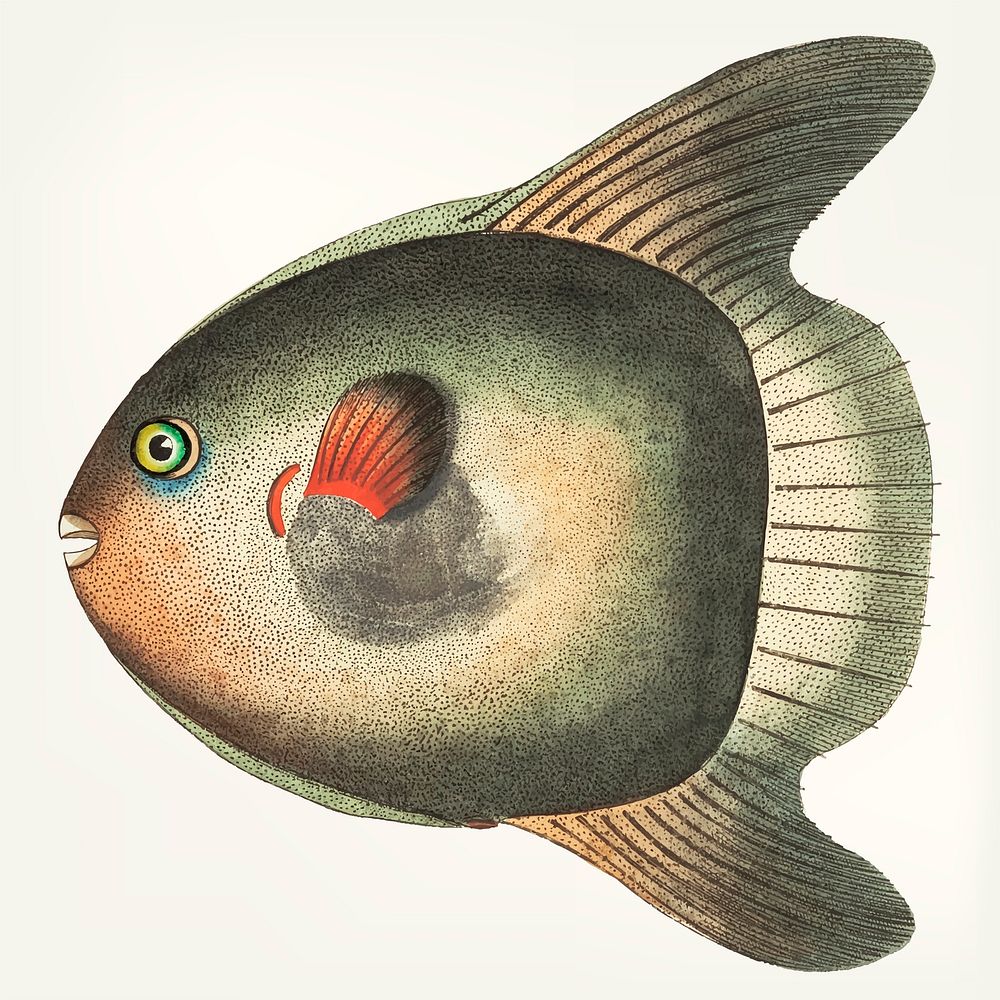 Vintage illustration of Short Sun-fish