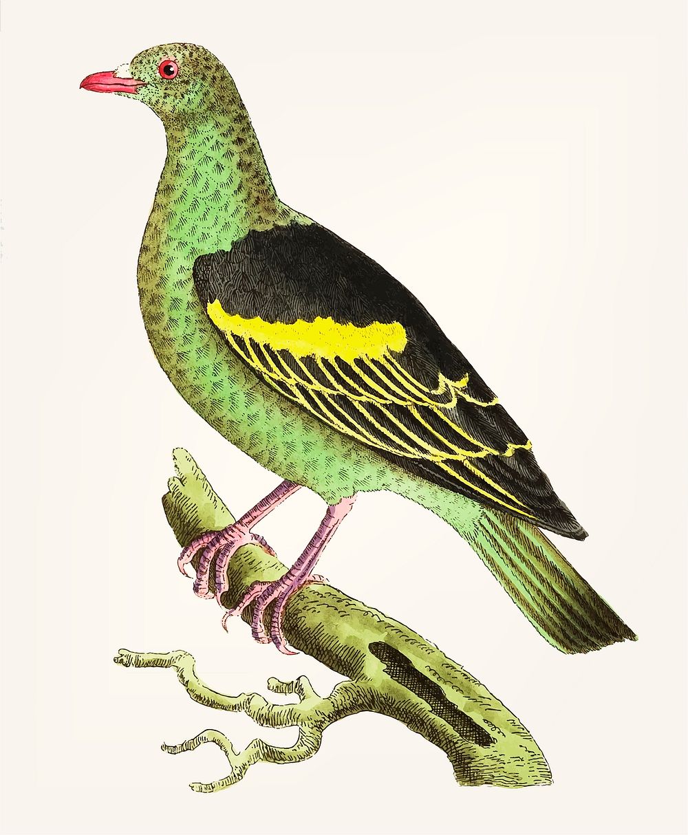 Vintage illustration of olive-green pigeon