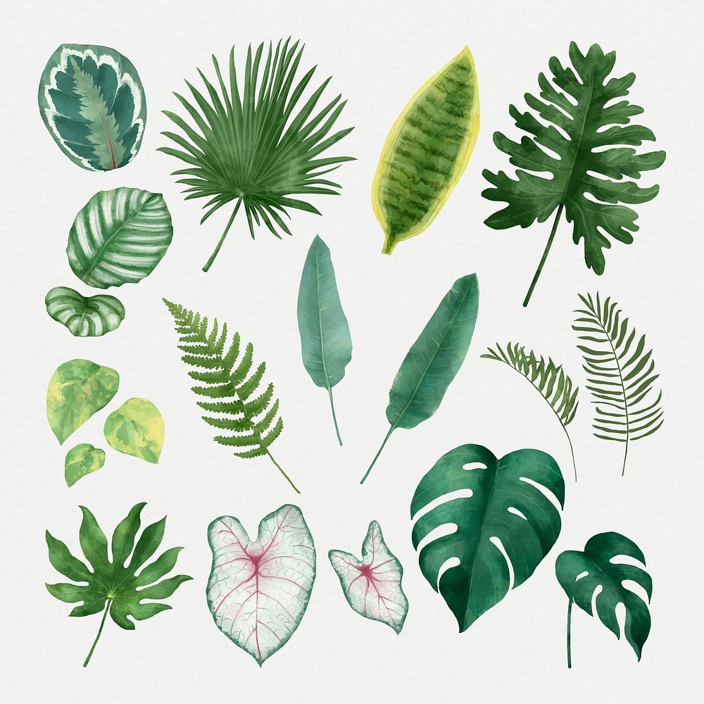 Psd tropical plant leaf set