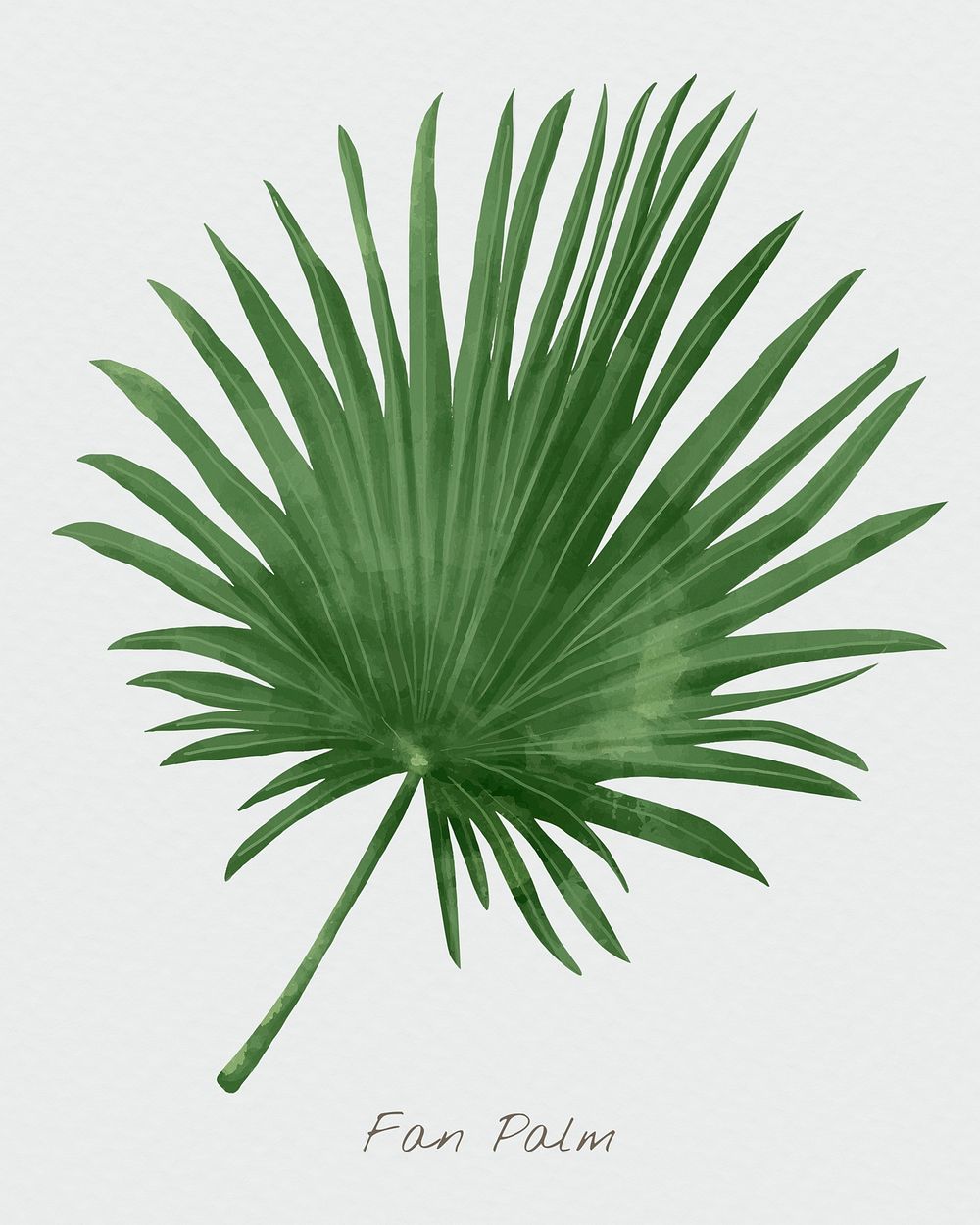 Fan palm leaf psd watercolor botanical