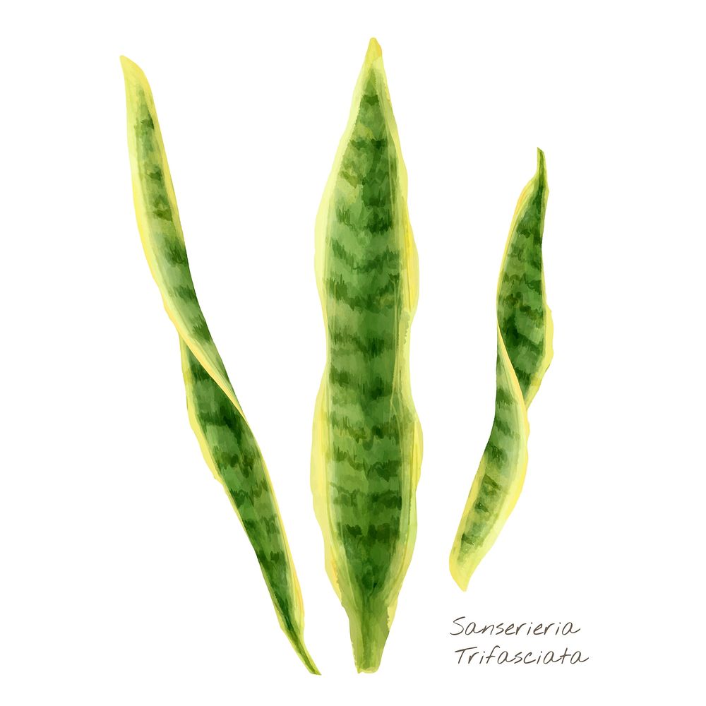 Sansevieria trifasciata leaf isolated on white background
