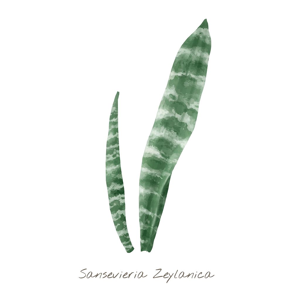 Sansevieria zeylanica leaf isolated on white background