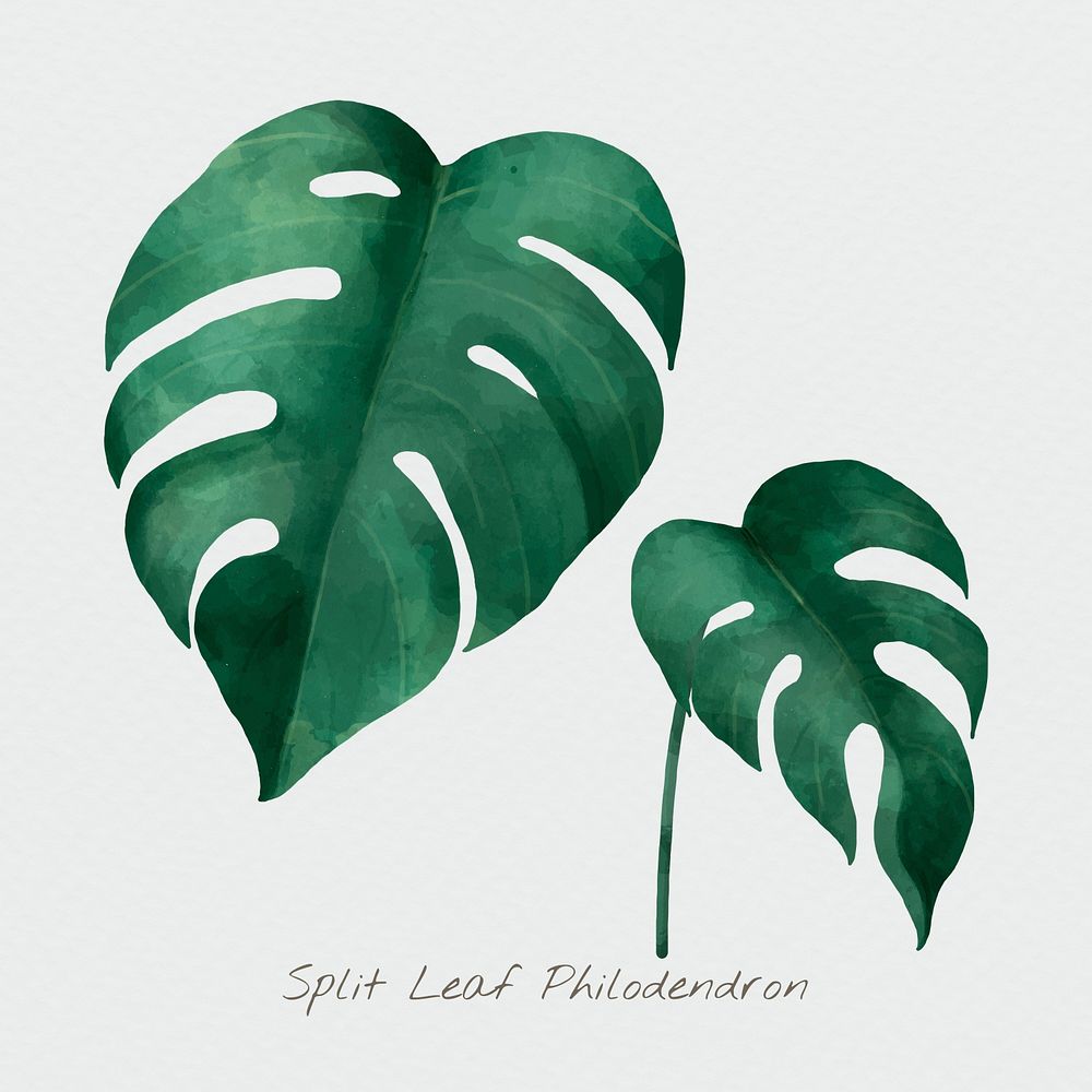 Split leaf philodendron psd watercolor botanical