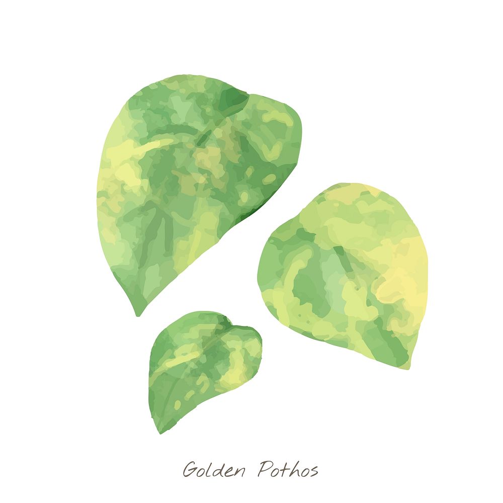 Golden Pothos leaf isolated on white background