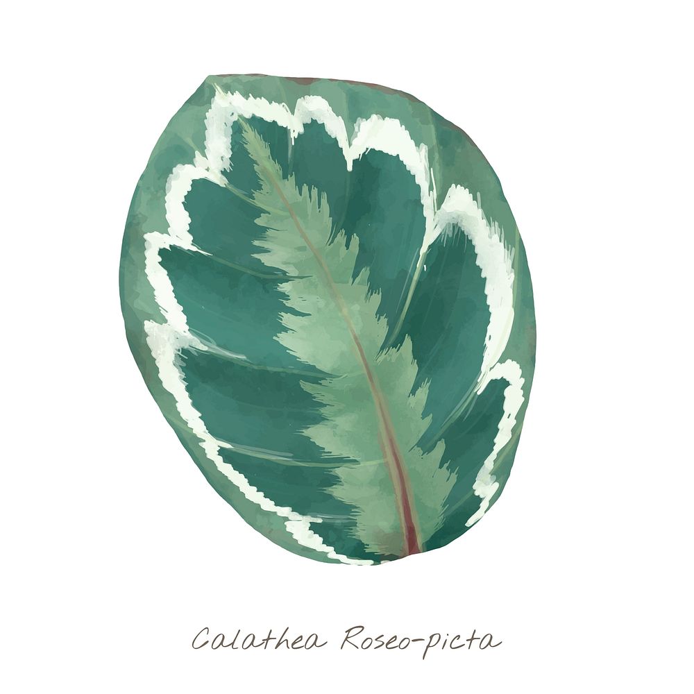 Calathea Roseopicta leaf isolated on white background