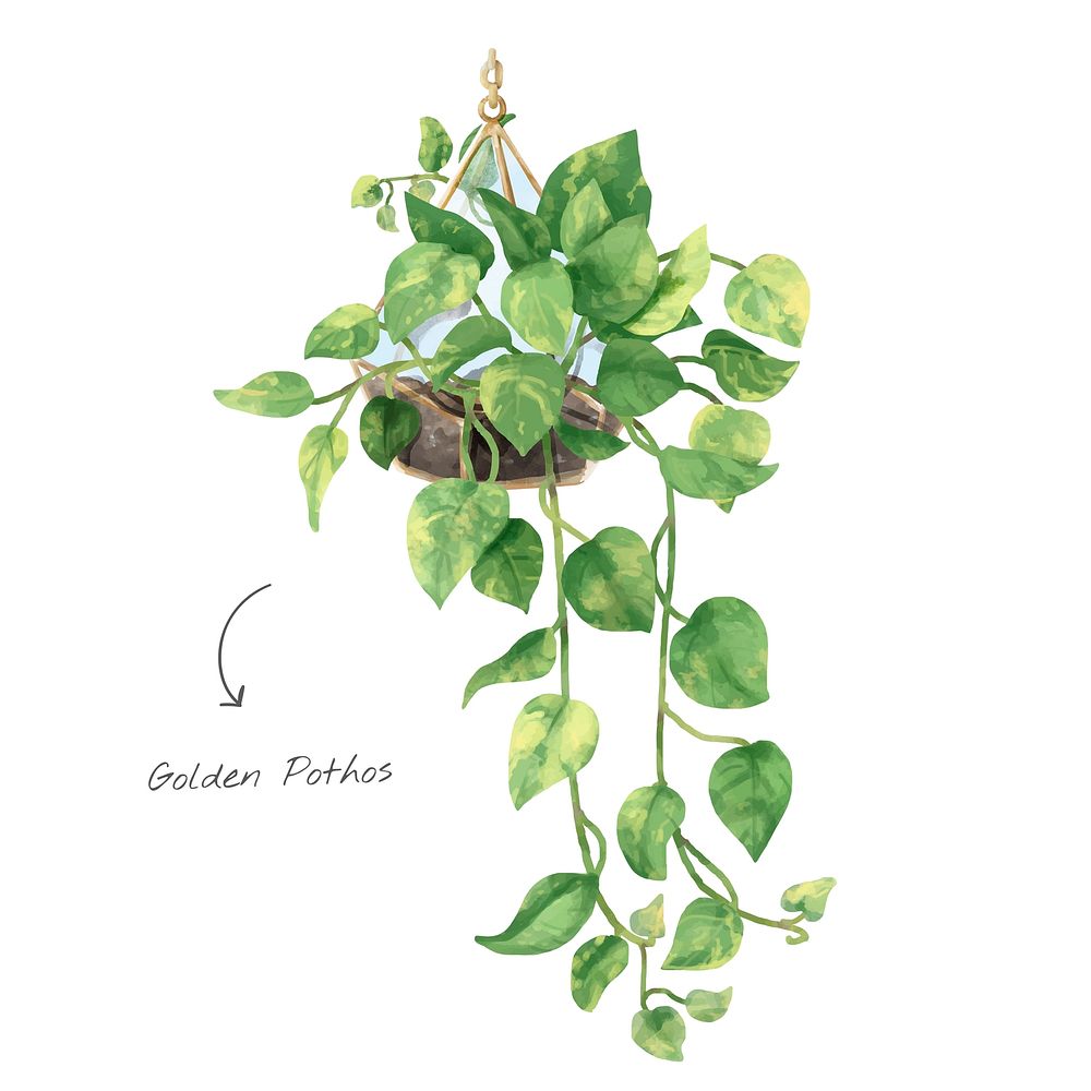 Watercolor golden pothos tropical illustration