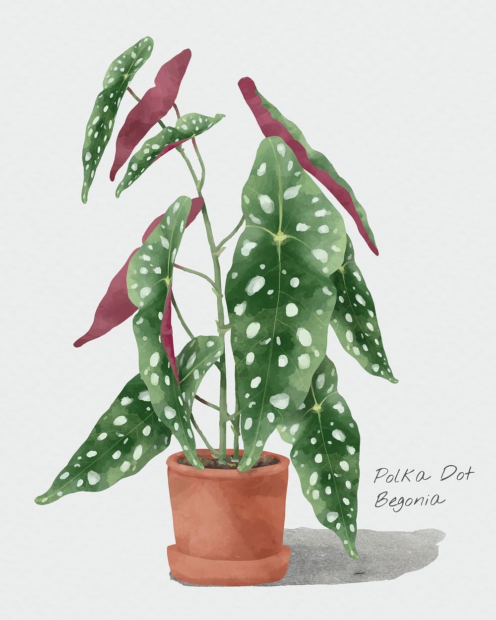 Watercolor psd polka dot begonia leaf botanical