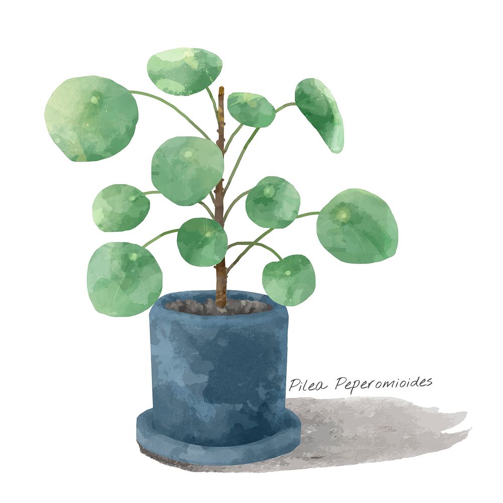 Chinese money plant watercolor illustration