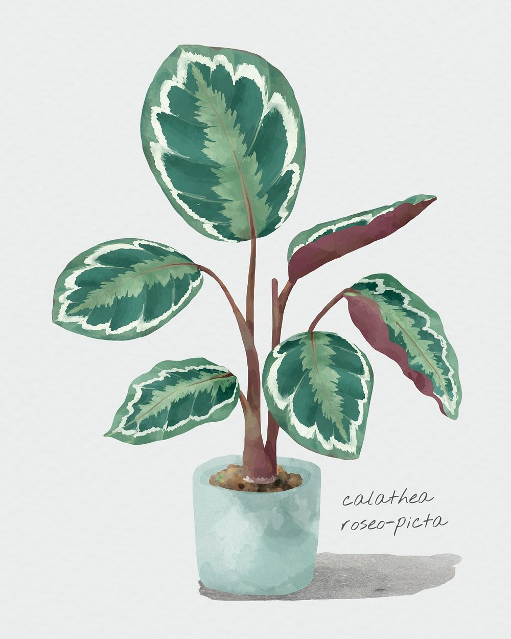 Rose painted calathea psd watercolor botanical