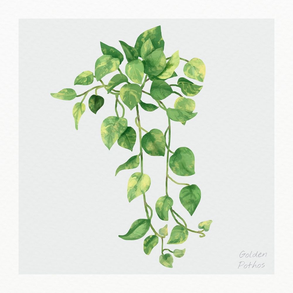 Psd devil's ivy leaf watercolor botanical