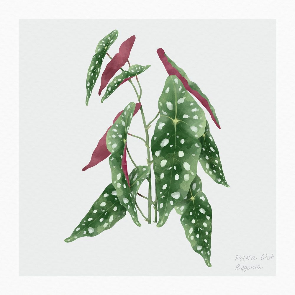 Psd polka dot begonia leaf watercolor botanical